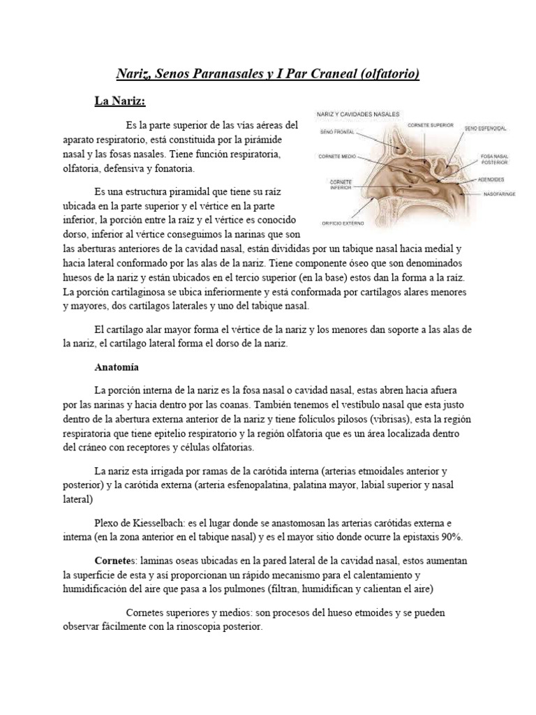Anatomía y Funciones de la Nariz | PDF | Nariz humana | Anatomía humana