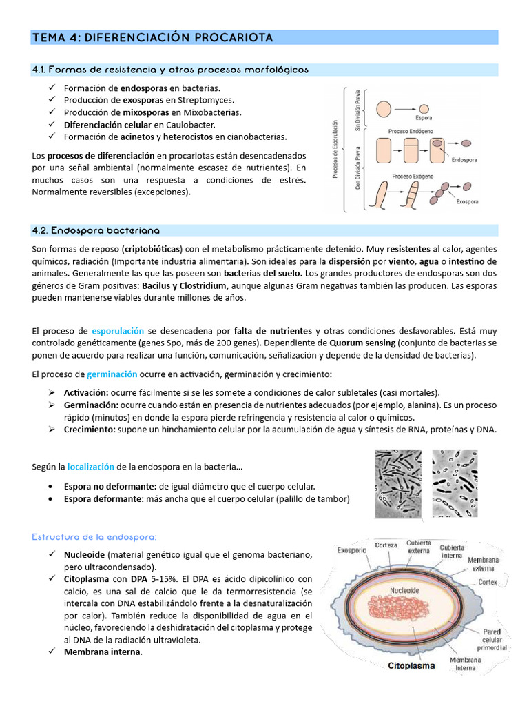 Tema 4 - División Procariota | PDF | Las bacterias | Biología Celular)
