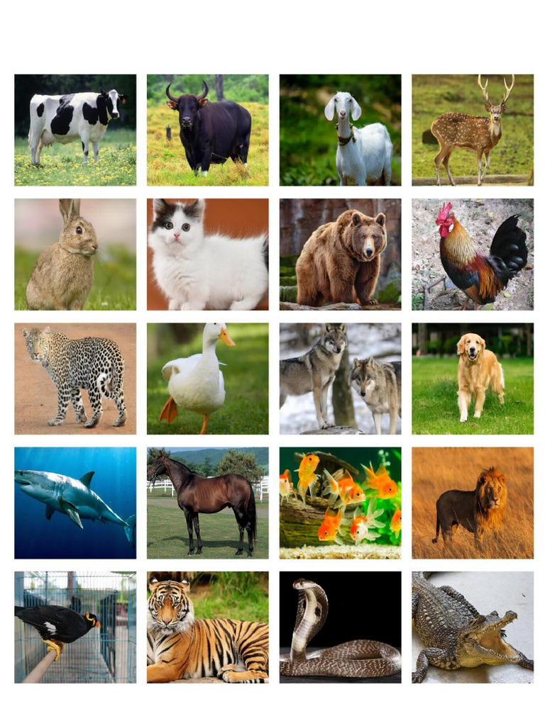 Tabel Gambar Hewan | PDF