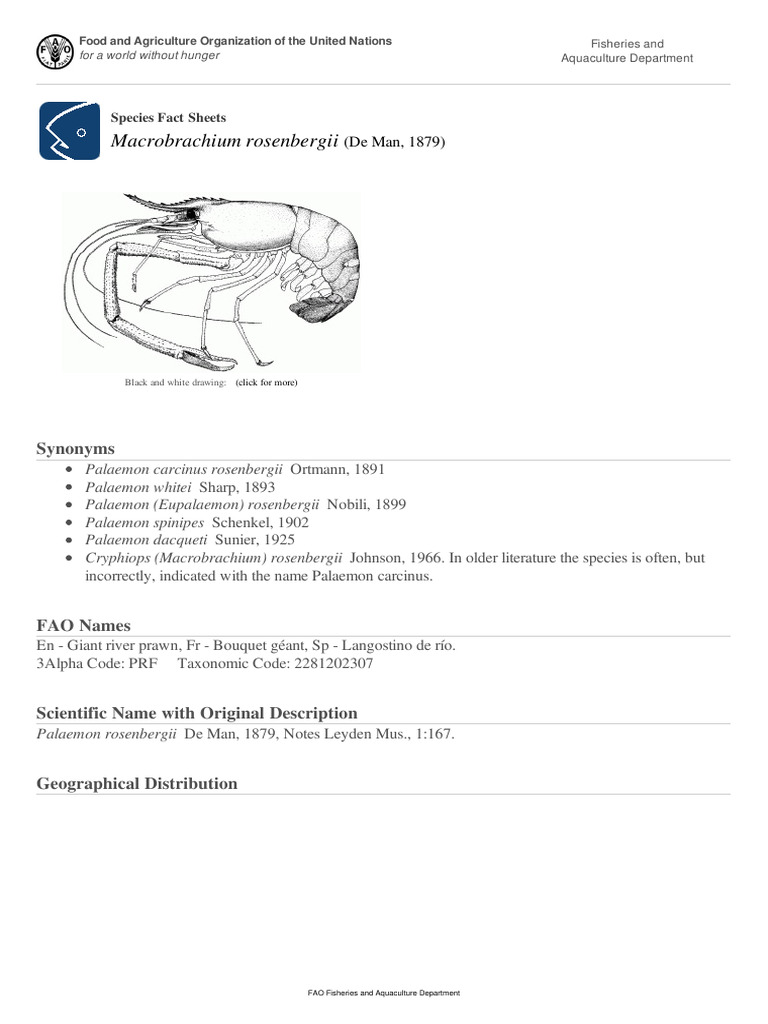 FAO Fisheries & Aquaculture - Species Fact Sheets - Macrobrachium ...
