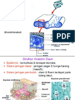 Anatomi Akar Daun Dan Batang