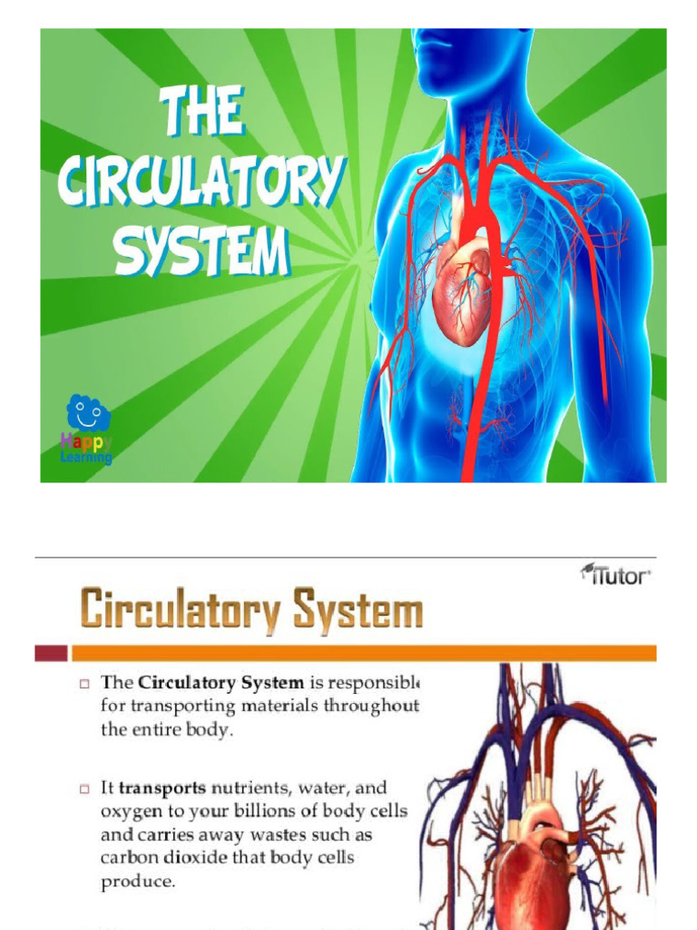 Circulatory System PDF Heart Valve Heart
