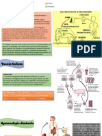 Ciclos Biológicos de TENIASIS Y CISTICERCOSIS