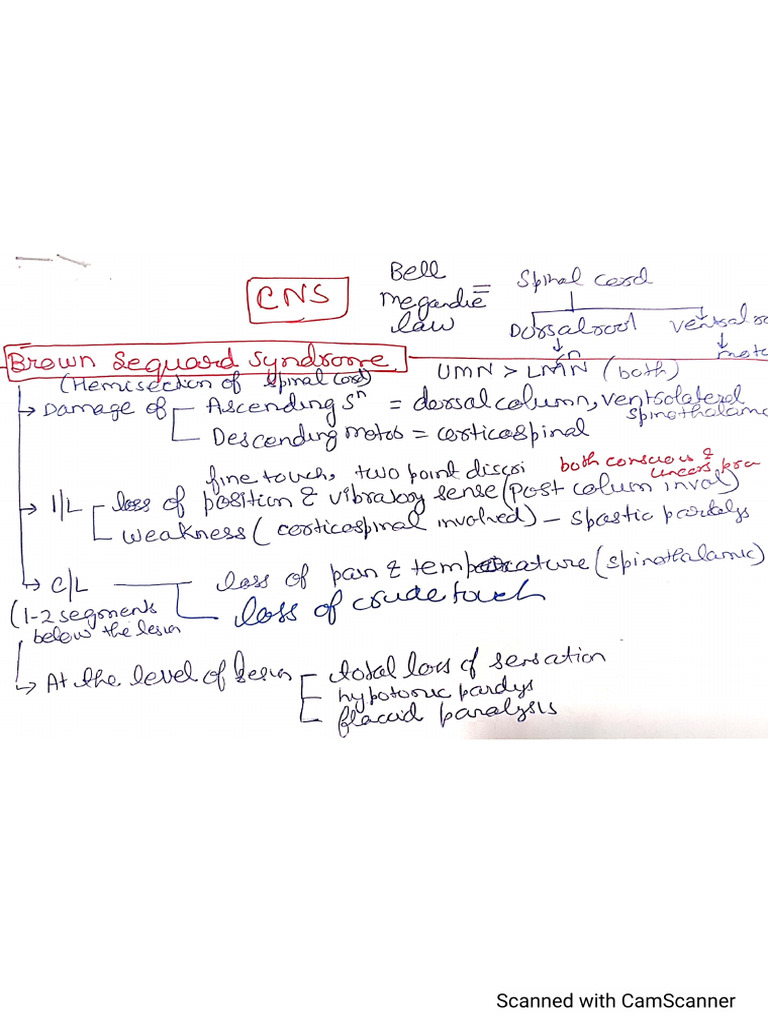 Anat | PDF