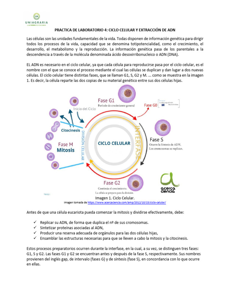 Ciclo Celular: Fases y Extracción de ADN | PDF