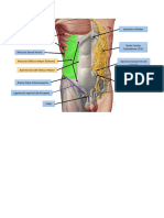 Imagenes Expo Anatomia