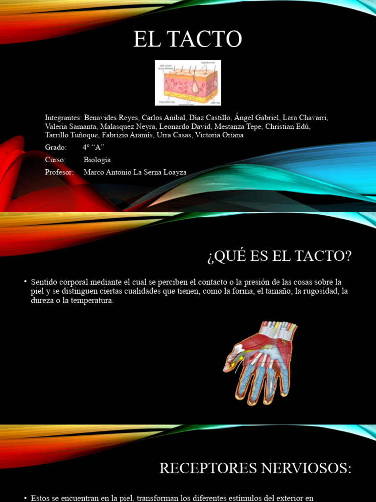 El Tacto | PDF | Sistema nervioso | Neuropsicología
