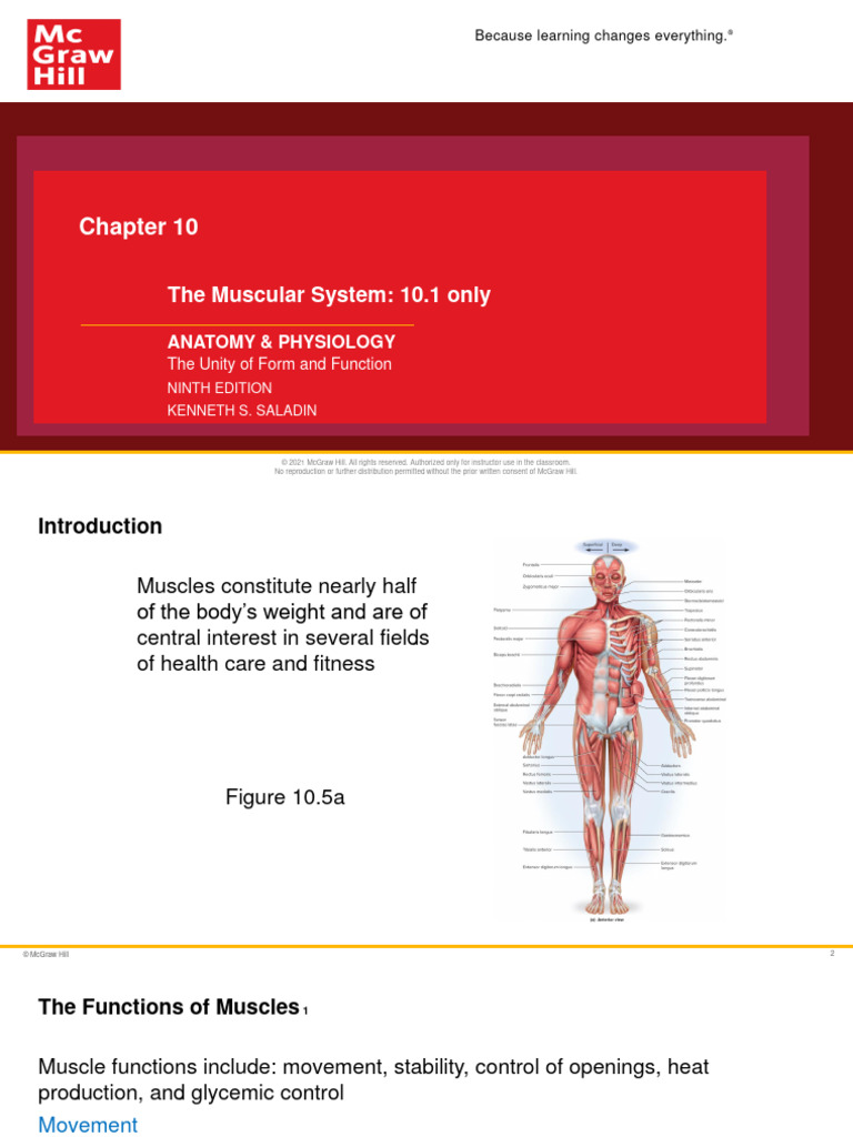 10 1 structural and functional organization of muscle abbreviated