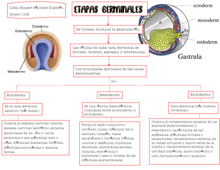 Capas Germinativas | PDF