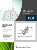 The Leaf As An Organ