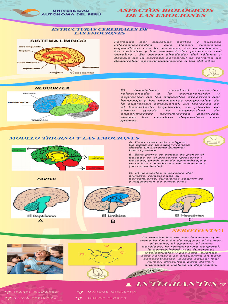 Infografía: Cerebro y Emociones | PDF | Las emociones | Cerebro
