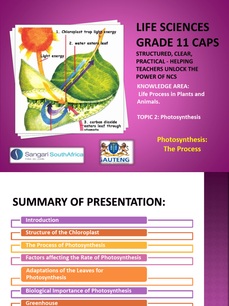 PP14 Photosynthesis The Process | PDF | Photosynthesis | Chloroplast