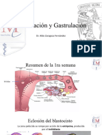 Gastrulación