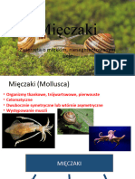 Mięczaki