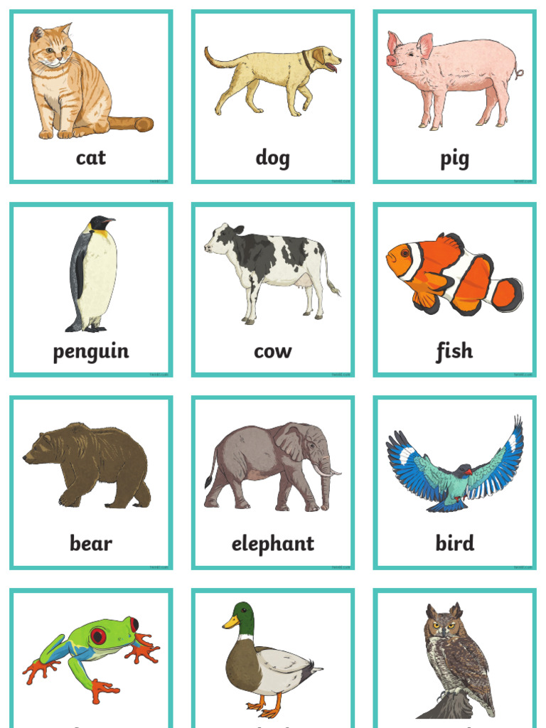 Au t2 T 10000344 New Animal Picture Cards - Ver - 2 | PDF