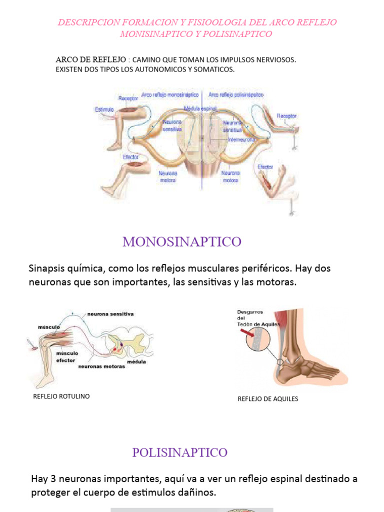 Fisiología del Arco Reflejo: Tipos y Funciones | PDF