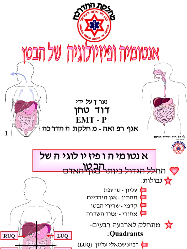 אנטומיה של הבטן | PDF