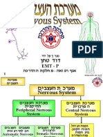 מערכת העצבים