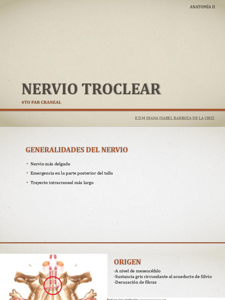 Anatomía del Nervio Troclear | PDF