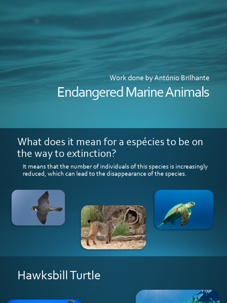Endangered Marine Animals PDF