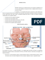 Clase 5.1 Musculos de La Cara