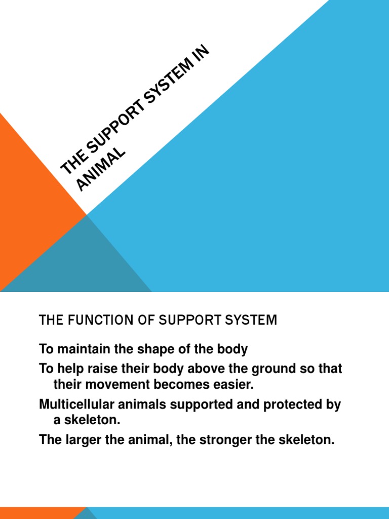 The Support System | PDF