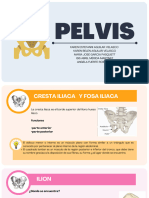 Pelvis - Sistema Óseo.