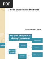 Estructura y Función de Células Procariotas | PDF | Las bacterias ...