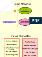 Pares Craneales