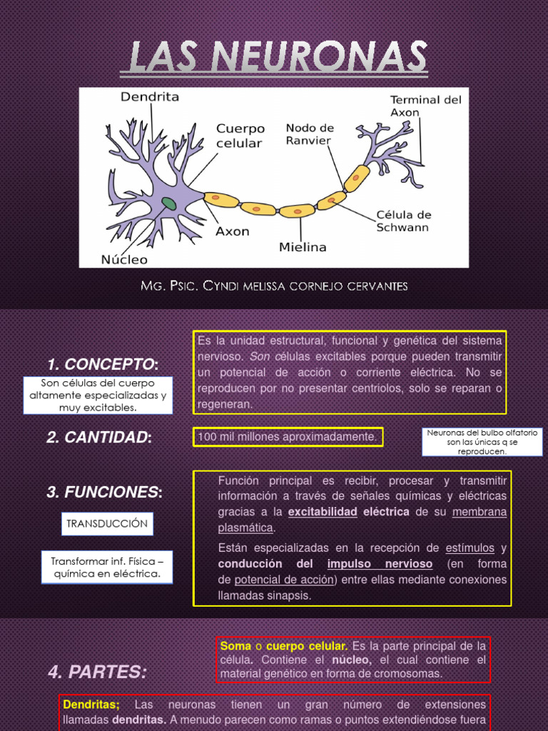 Estructura y Función de las Neuronas | PDF | Sinapsis | Neurona