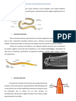 Estrutura Dos Nematelmintos