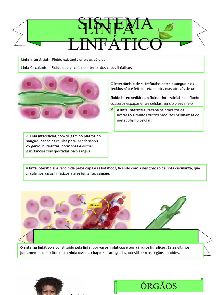 Sistema Linfático Pdf Sistema Linfático Linfa