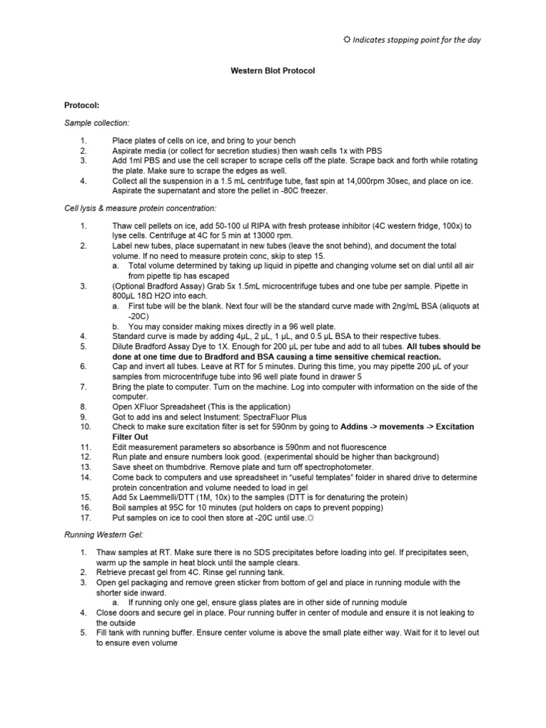Western Blot Protocol | Download Free PDF | Biochemistry | Chemistry
