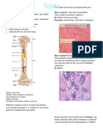Tejido Oseo