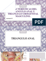 Expo Características Del Triangulo Anal y Triangulo Urogenital Masculino