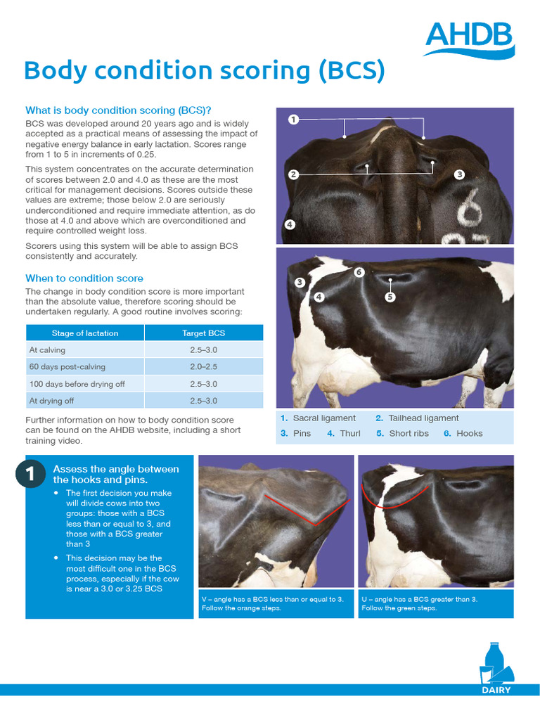 Body Condition Scoring in Cattle | PDF
