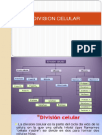 Division Celular