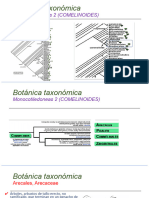 Comelinoides. Segunda Presentacion Botánica