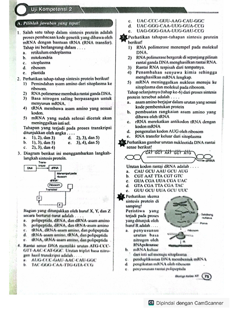 Soal Sintesis Protein XII | PDF
