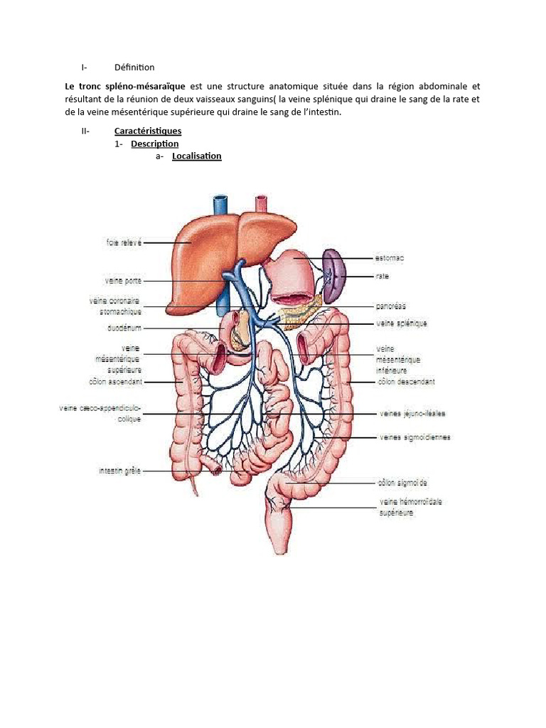 anatomie-du-tronc-spl-no-m-sara-que-pdf-rate-pancr-as