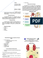 Diptico Sistema Renal