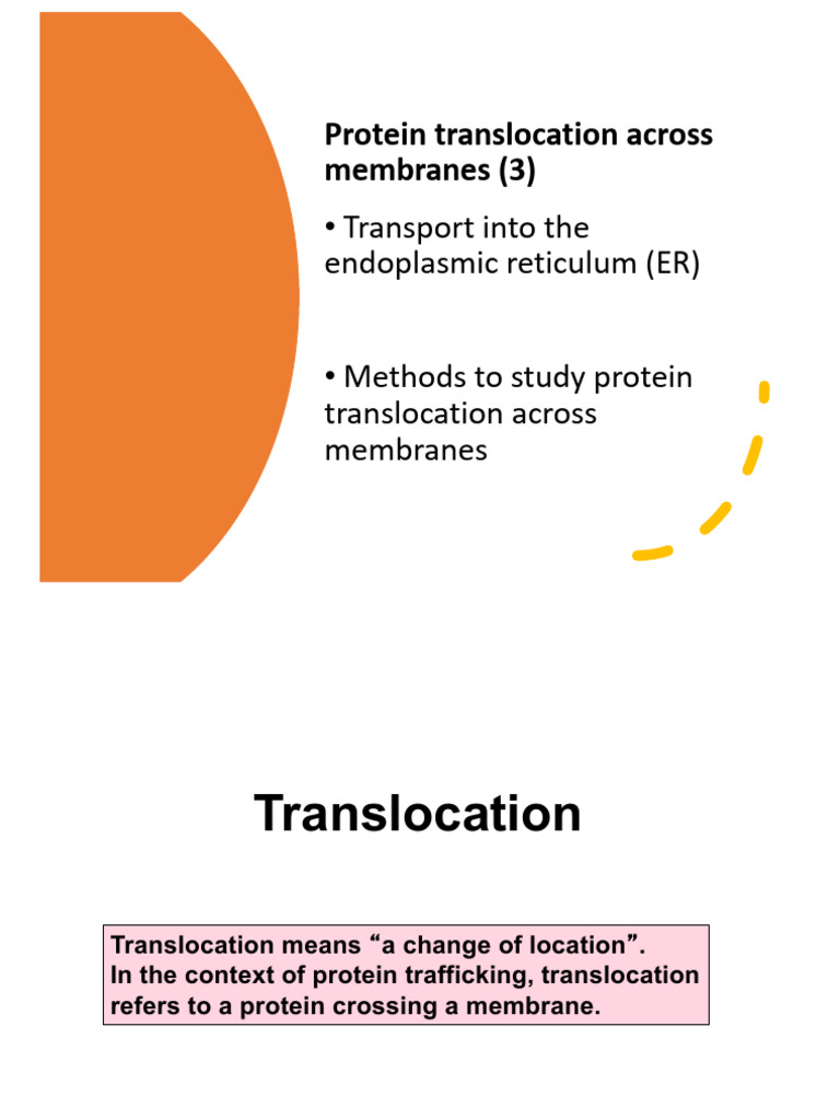 Protein Translocation to the ER | PDF | Protein Targeting | Endoplasmic ...