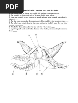 Anatomy of a Starfish