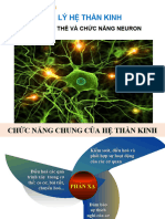 Neuron, Chuc Nang Van Dong, TKTV