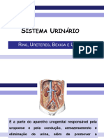 Sistema Urinario 1