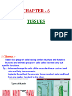 Chapter 6 Tissues Class 9