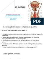 Male Genital System