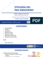 Sistema Endocrino