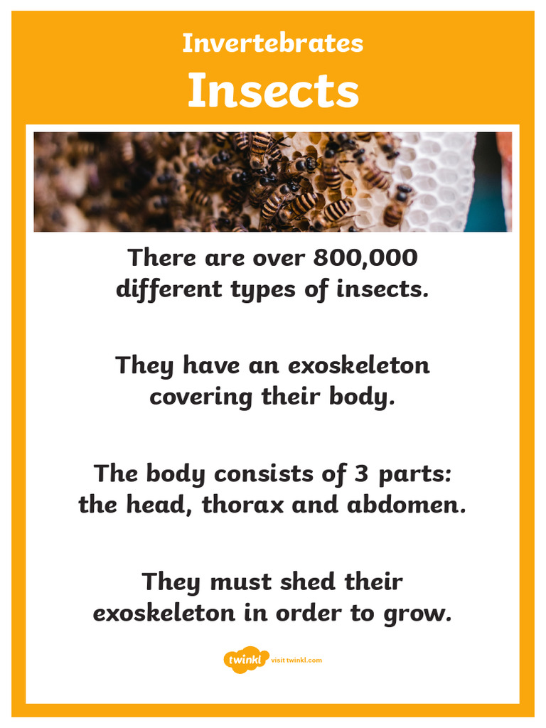 Invertebrates Characteristics Overview | PDF