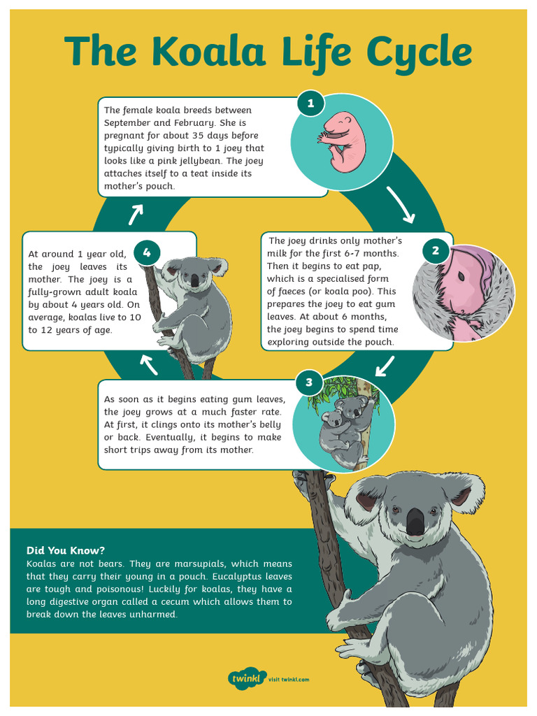 Life Cycle of A Koala PDF Life Cycle of A Koala PDF